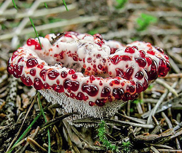 Најнеобичније лековите биљке